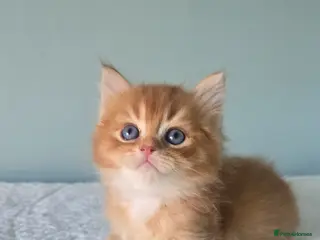 Devon Rex cats Devon -British shorthair cross - Advert 1