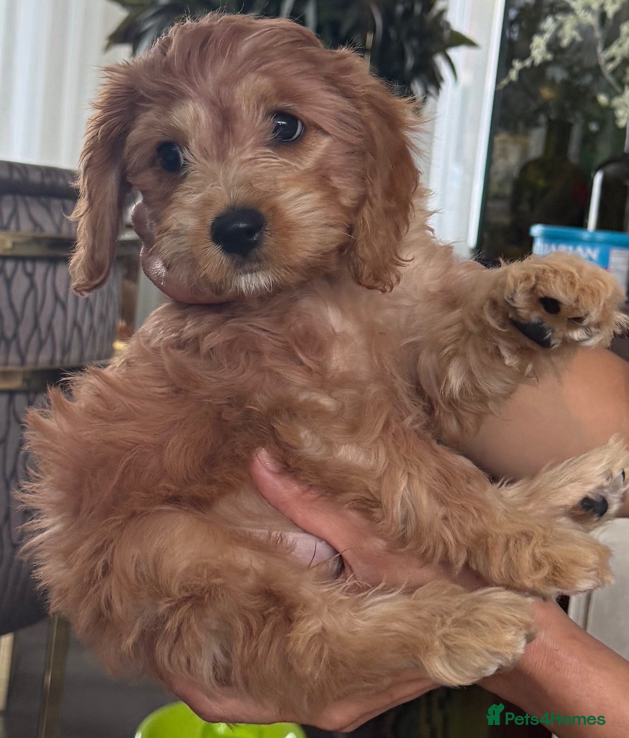 Toy Poodle dogs Toilet trained Toy poodle cross F1Cavapoo puppies - Advert 2