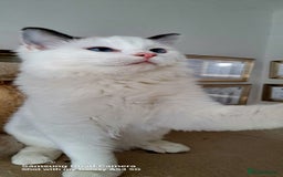 Ragdoll cats for sale: Beautiful Ragdolls by Liga in Manchester - Image 12
