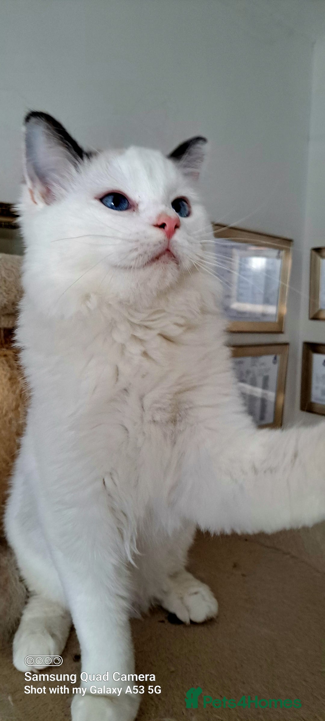 Ragdoll cats for sale: Beautiful Ragdolls by Liga in Manchester - Image 12