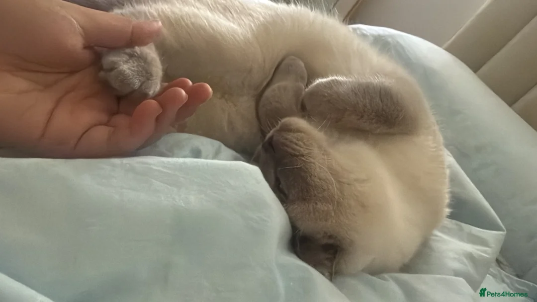 British Shorthair cats for sale: 💔 looking for a loving forever home for Aslan 🐾 in London - Advert 1
