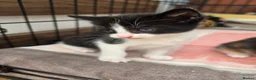 Mixed Breed cats for sale: 🐱 Cute Kittens for Sale 🐾  - Advert 15