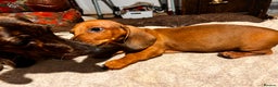 Dachshund dogs for sale: KC REG STANDARD SMOOTH HAIR DACHSHUND MALE PUPS - Advert 6