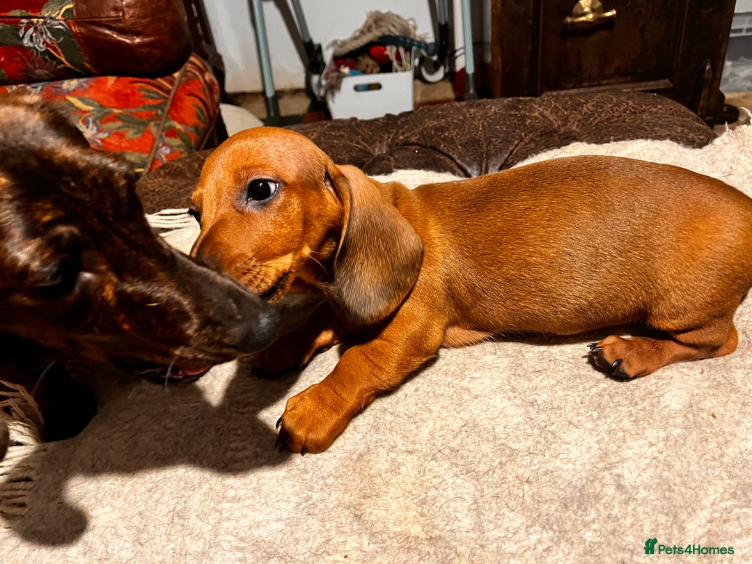 Dachshund dogs for sale: KC REG STANDARD SMOOTH HAIR DACHSHUND MALE PUPS - Advert 6