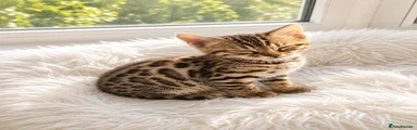 Bengal 2