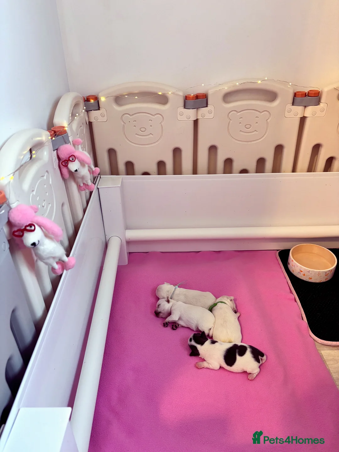 Chihuahua dogs for sale: Beautiful KC registered Chihuahua puppies - Advert 2