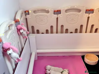 Chihuahua dogs Beautiful KC registered Chihuahua puppies - Advert 1