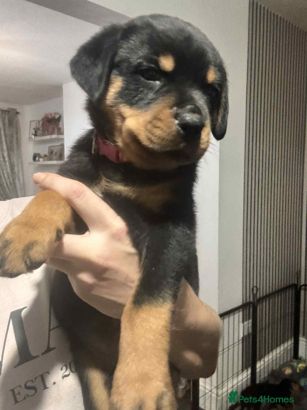 Rottweiler dogs for sale: Chunky Rottweiler Puppies - Image 8