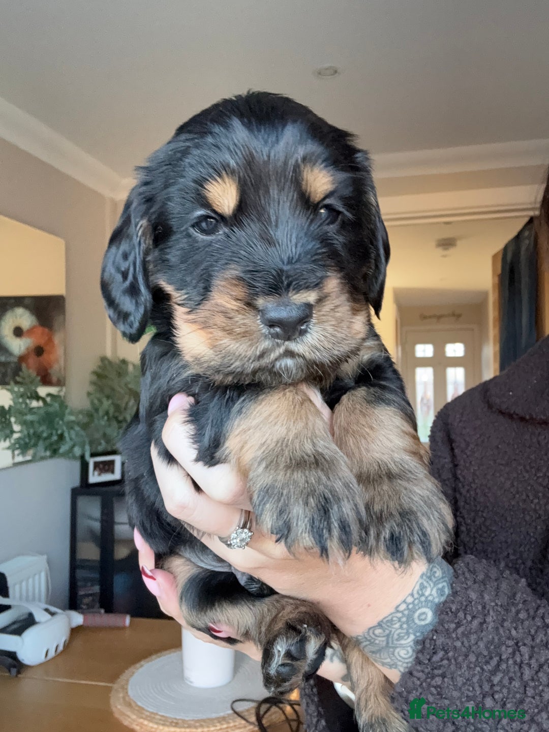 Cocker Spaniel dogs for sale: Beautiful KC Registered- Cocker Spaniel Pups   - Advert 3