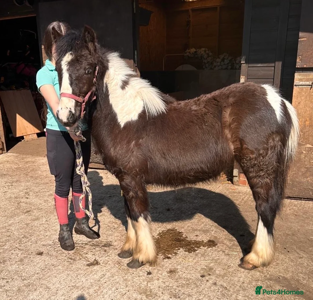 Irish Cob horses for sale: 8month mare foal - Advert 2