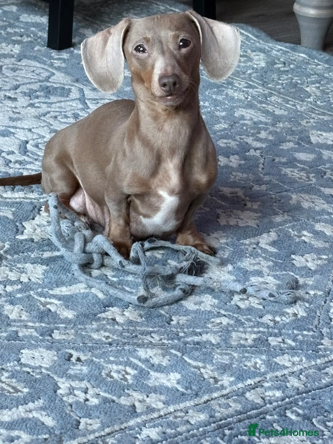 Miniature Dachshund dogs for sale: 💕Exceptional, Isabella & Tan, KC Reg, PRA Clear💕 - Advert 2