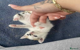 British Longhair cats for sale: Fluffy black & white kittens - Image 4