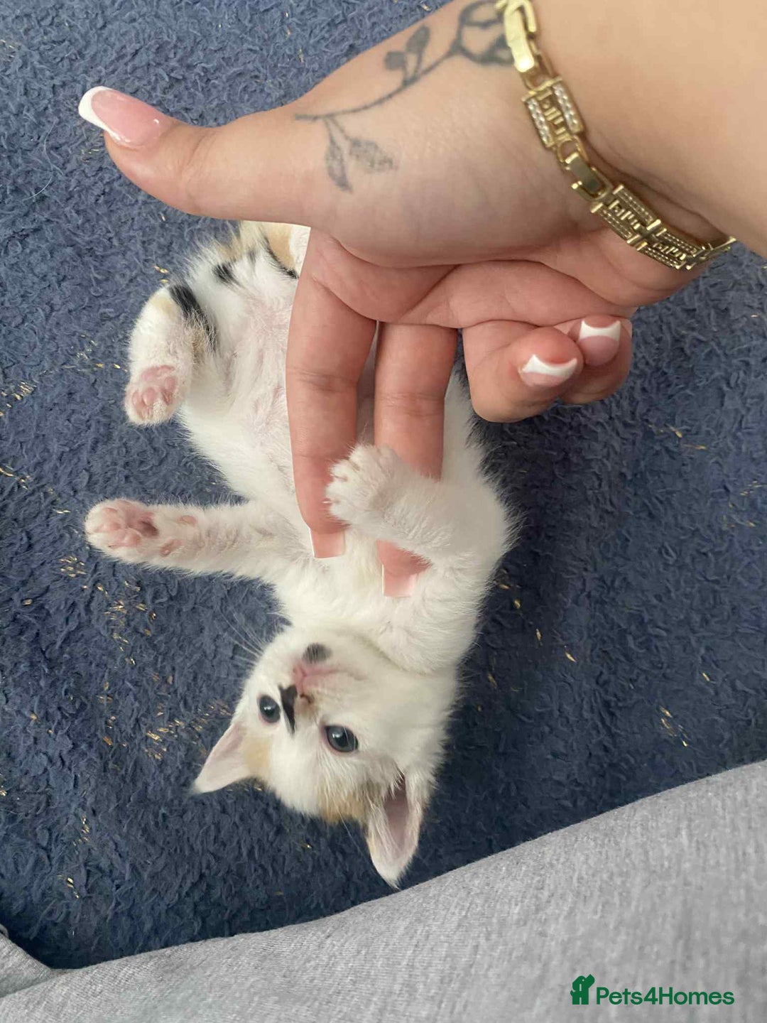 British Longhair cats for sale: Fluffy black & white kittens - Image 4