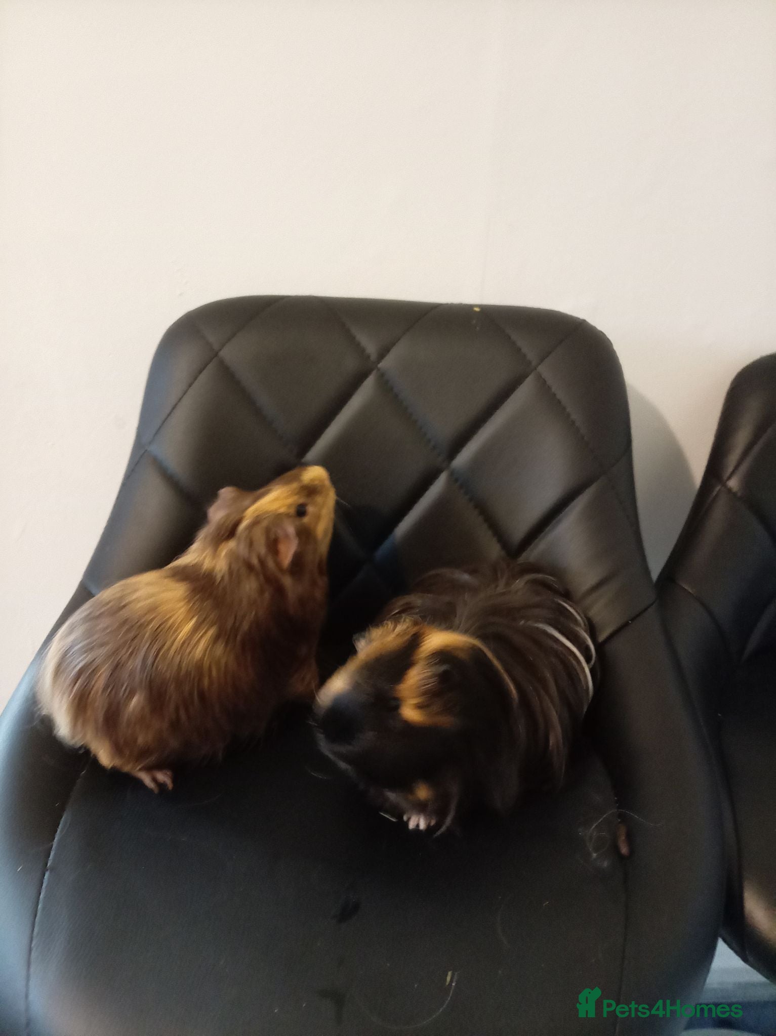 Mixed Breed rabbits Guinea pig - Advert 1