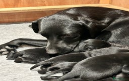 Labrador Retriever dogs for sale: Black Labrador puppies, KC reg  - Image 1