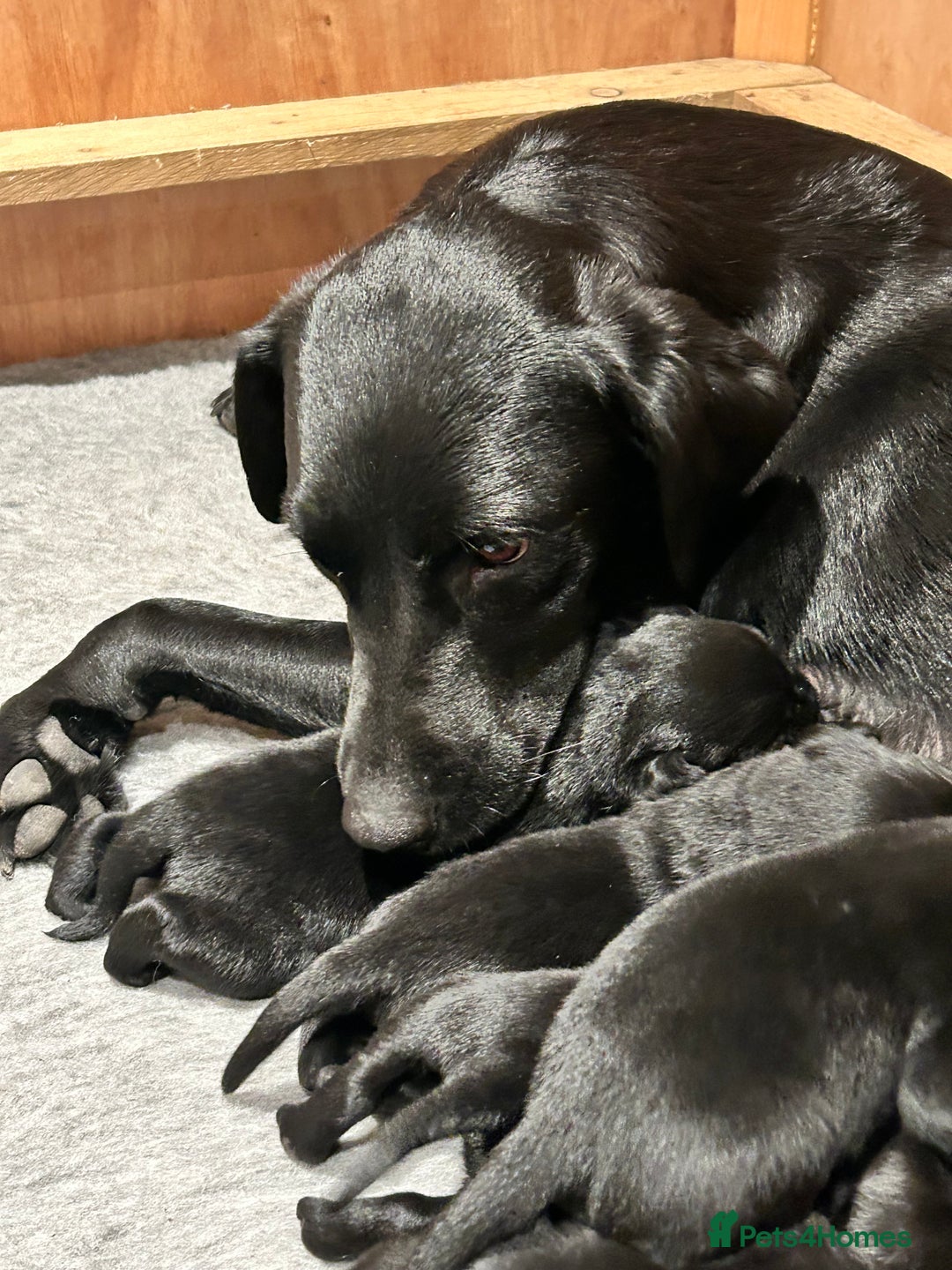 Labrador Retriever dogs for sale: Black Labrador puppies, KC reg  - Image 1