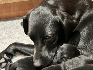 Labrador Retriever dogs - Advert 7