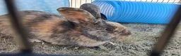 Mixed Breed rabbits for sale: Dwarf lop/domestic - Advert 2