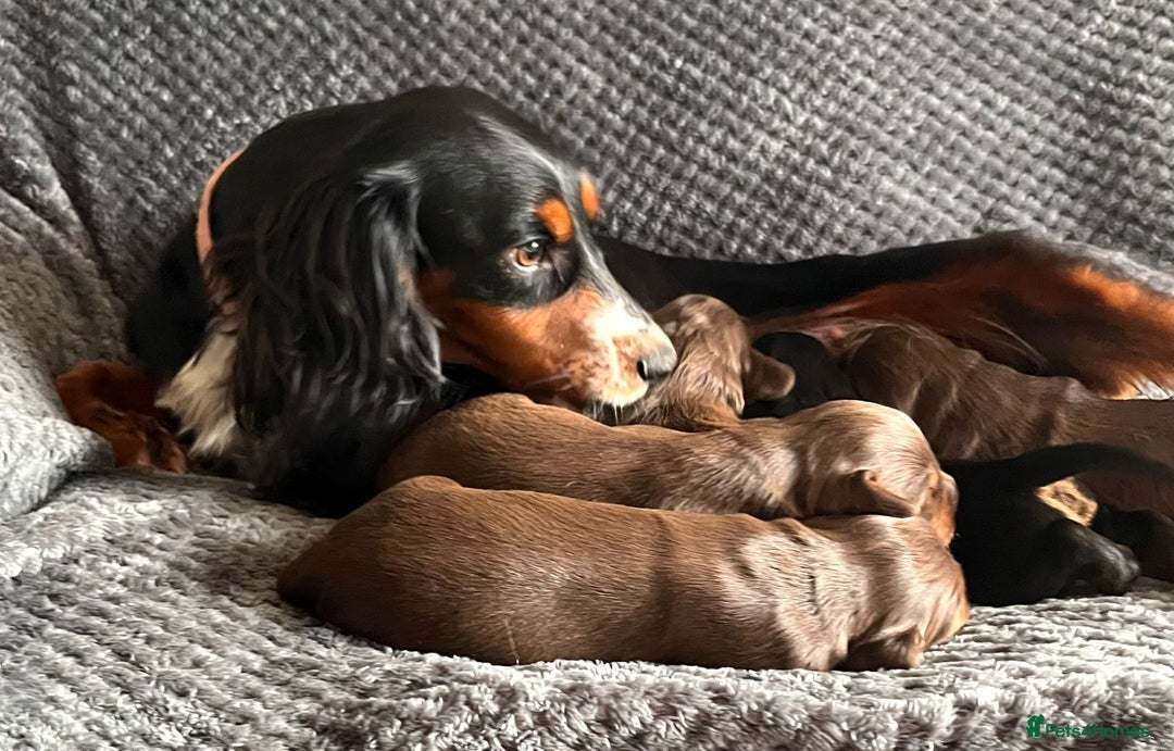 Cocker Spaniel dogs for sale: Extensively Health tested cocker spaniels Puppies  - Advert 9