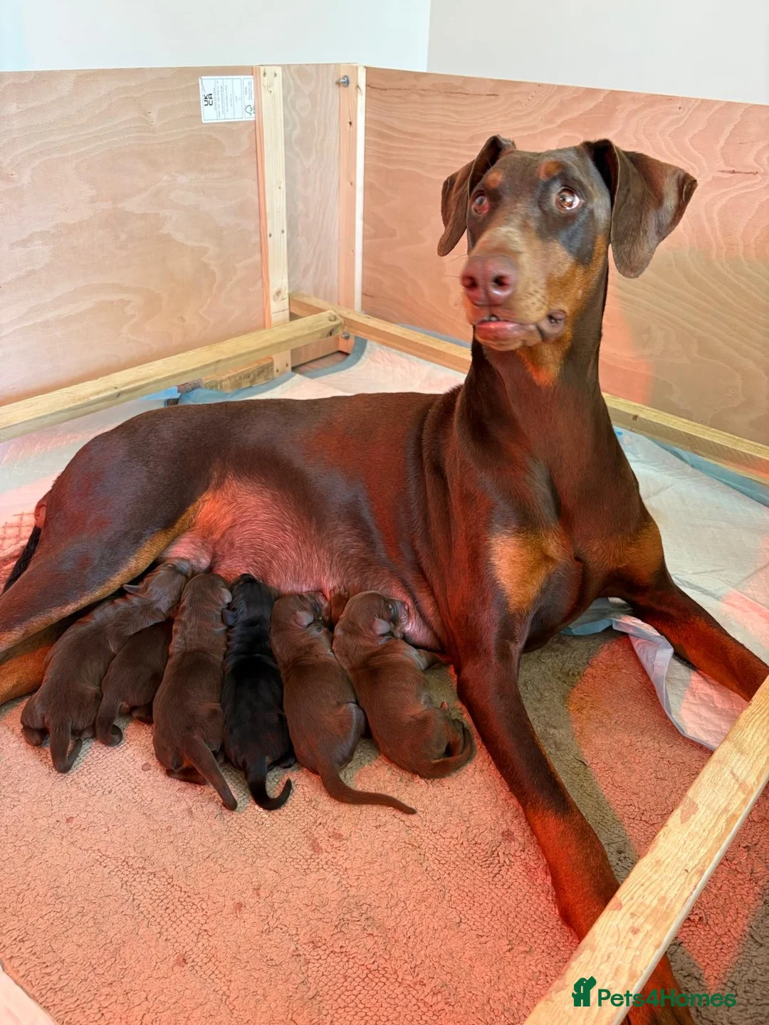 Dobermann dogs for sale: Rose 🌹 has had her first litter  - Advert 1