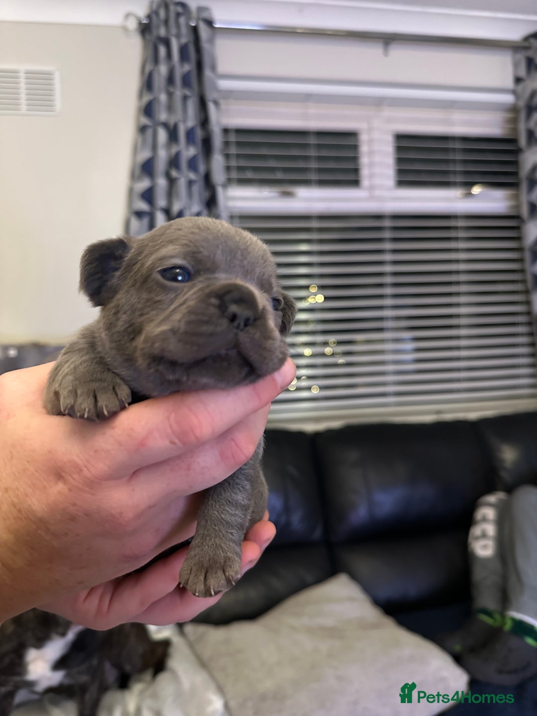 French Bulldog dogs for sale: 5 Beautiful French Bulldog Puppies - Advert 14