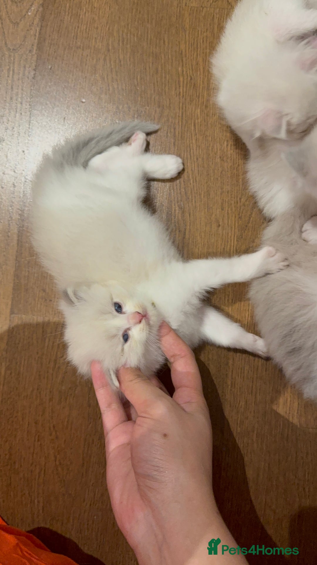 Ragdoll cats for sale: Beautiful Ragdoll gccf registered - Image 5