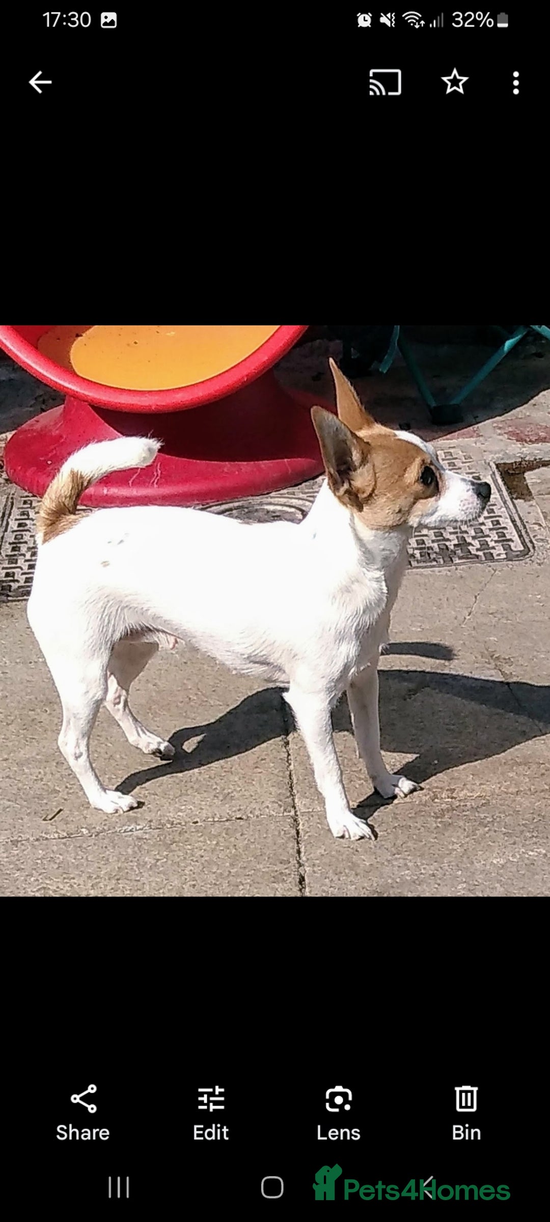Jack Russell dogs for sale: Jack x chihuahua pups READY TO LEAVE  - Image 11
