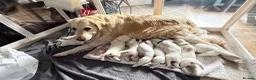 Golden Retriever dogs for sale: Gorgeous Golden Retriever Puppies For Sale - Advert 8