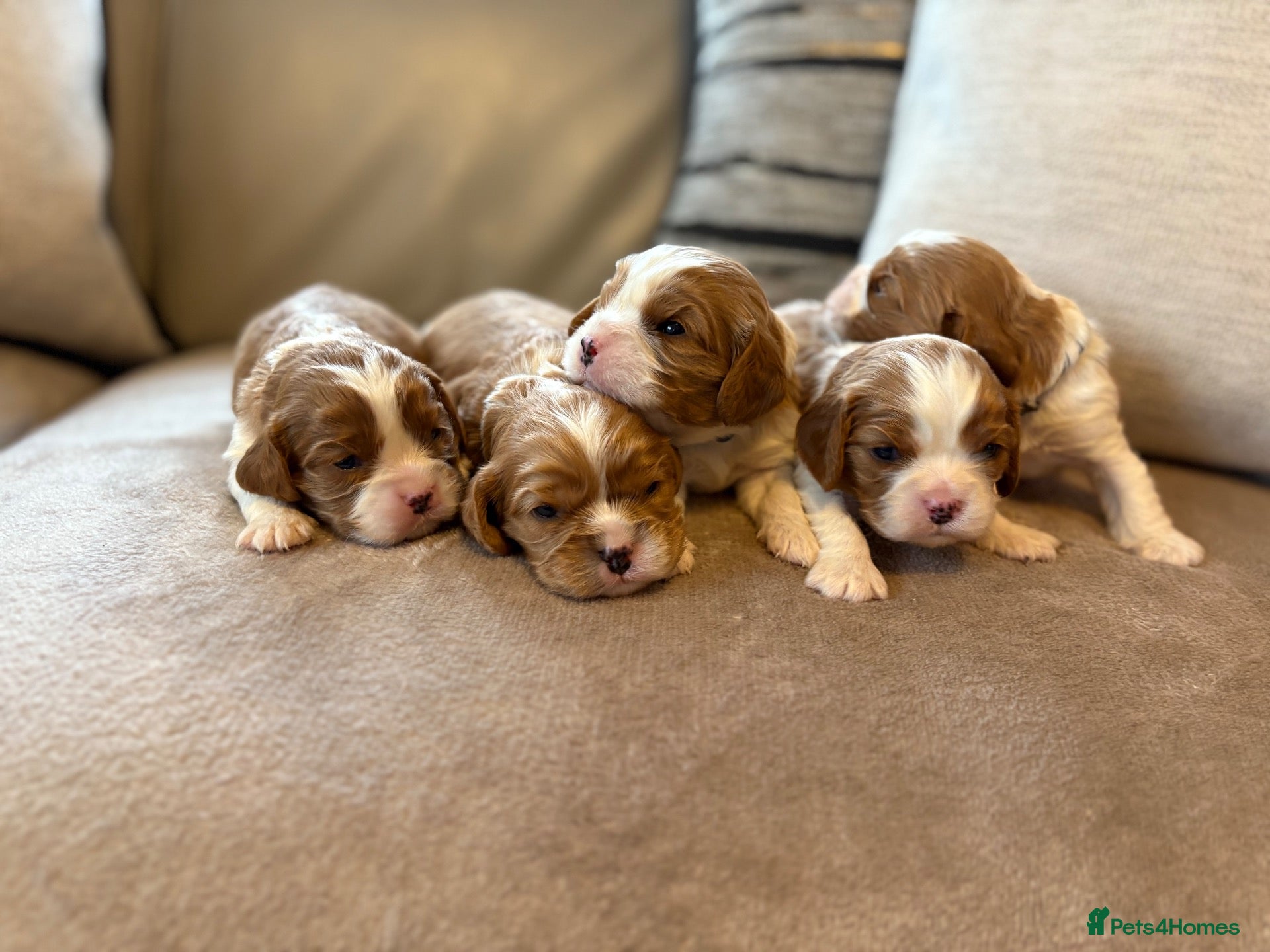 Cavalier King Charles Spaniel dogs HEALTH TESTED CLEAR cavalier puppies  - Advert 2