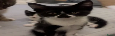 Mixed Breed Kitten 3
