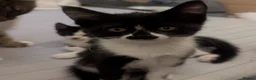 Mixed Breed cats for sale: Mixed kittens grey black and white in Northwich - Advert 4