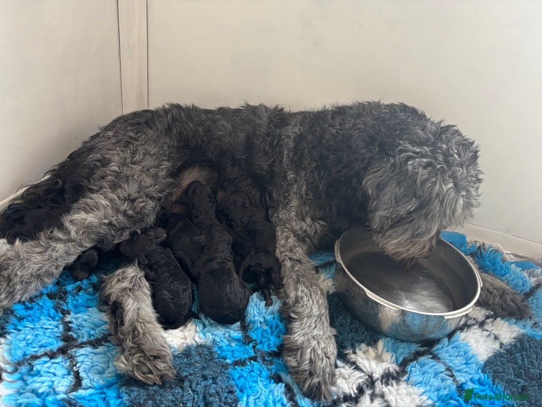 Goldendoodle dogs for sale: Golden doodles  - Image 3