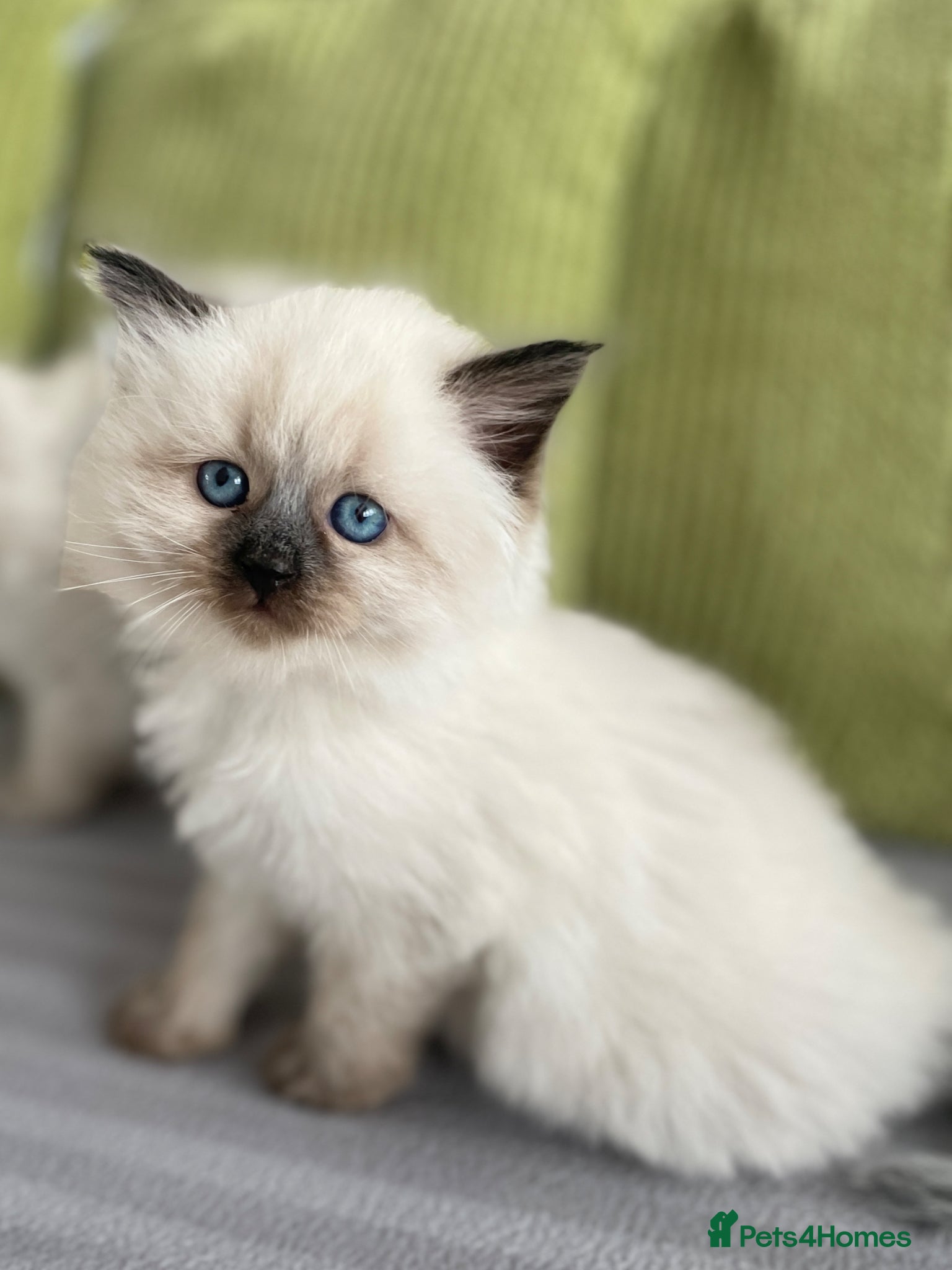 Siberian cats for sale: 2 Pure Neva Masquerade kittens available  - Advert 14