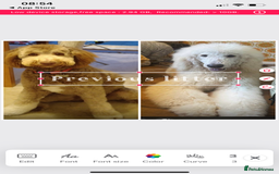 Mixed Breed dogs for sale: Stunning Cockerpoo/Bernadoodle ready on 12/11/25 - Image 14