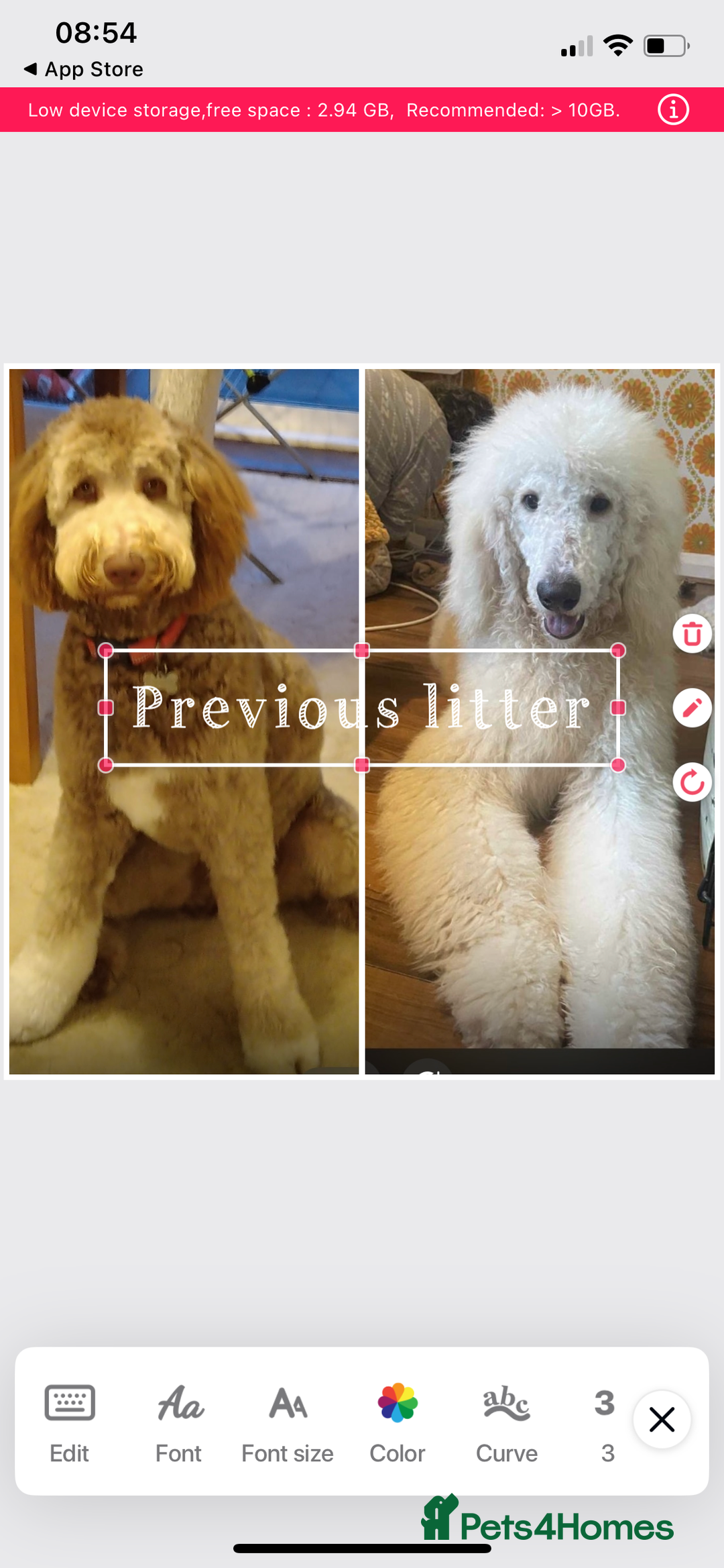 Mixed Breed dogs for sale: Stunning Cockerpoo/Bernadoodle ready on 12/11/25 - Image 14