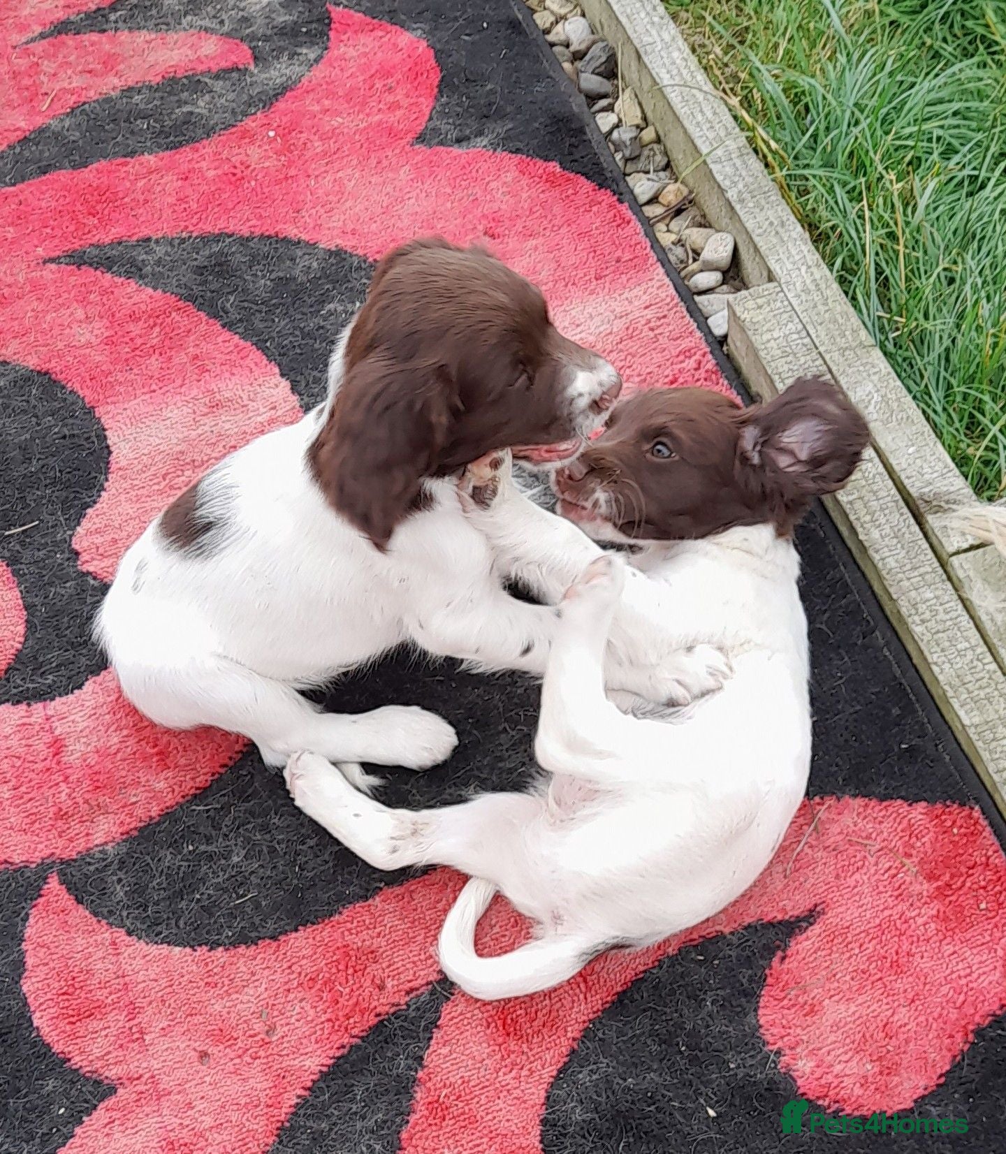 English Springer Spaniel dogs Gorgeous English Springer Spaniels Puppies - Advert 2