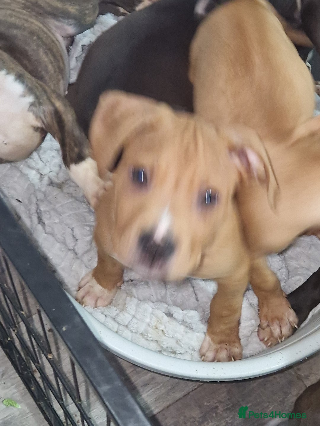 Mixed Breed dogs for sale: Presa/American Johnson bulldog - Image 20