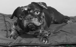 French Bulldog dogs for sale: Beautiful chocolate Merle girl  - Image 7