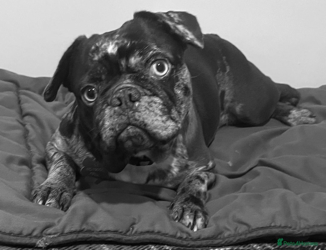 French Bulldog dogs for sale: Beautiful chocolate Merle girl  - Image 7