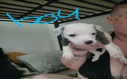 Mixed Breed dogs for sale:  dad pocket bull staffy cross  mom staffy collie - Image 5