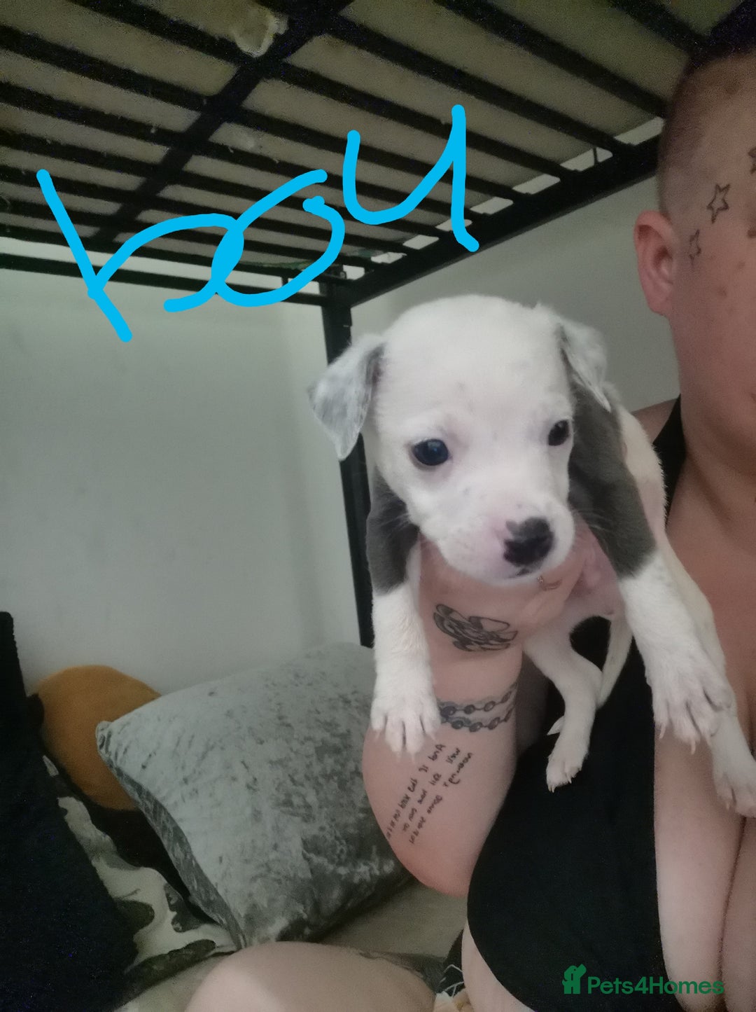 Mixed Breed dogs for sale:  dad pocket bull staffy cross  mom staffy collie - Image 5