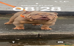 English Bulldog dogs for stud: John cena fully suited lilac and tan no white  in Warrington - Advert 3