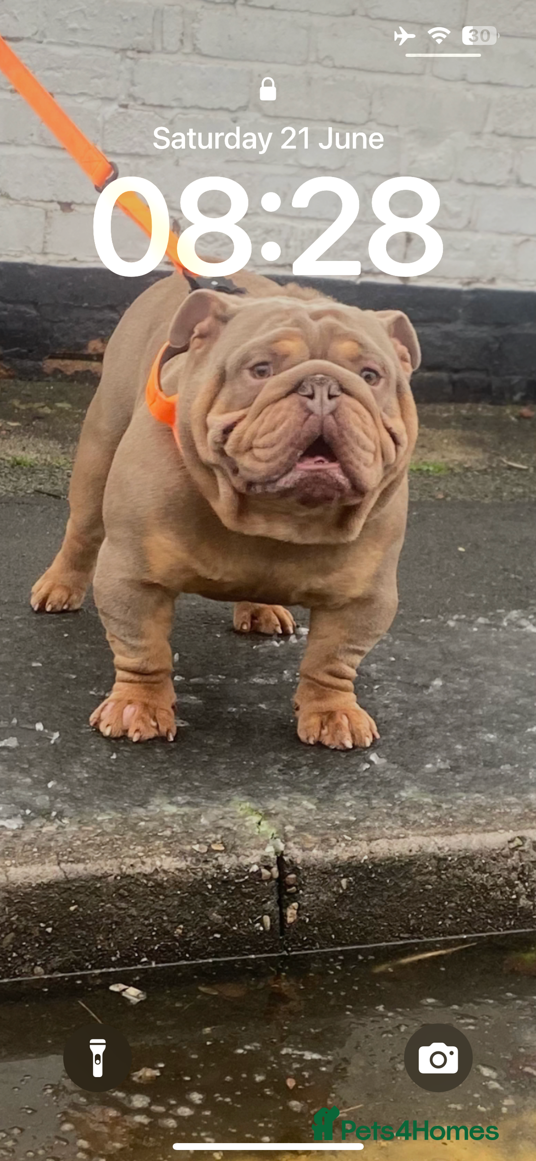 English Bulldog dogs for stud: John cena fully suited lilac and tan no white  in Warrington - Advert 3