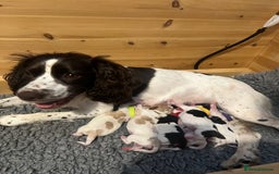 Sprocker dogs for sale: Sprocker puppies  - Image 2