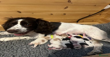 Sprocker dogs - Advert 3