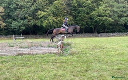 Irish Thoroughbred horses for sale:  SUPER SAFE SCHOOL MASTER  - Image 4
