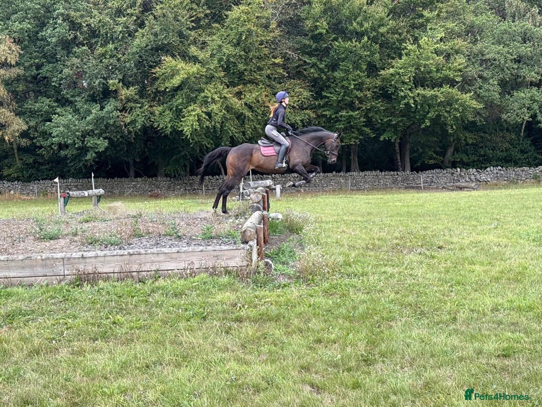 Irish Thoroughbred horses for sale:  SUPER SAFE SCHOOL MASTER  - Image 4