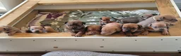 Mixed Breed dogs for sale: F5 STAFFWEILER Isabella Chocolate Lilac - Advert 8