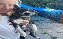 Mixed Breed dogs for adoption: Button - Norwich Norfolk  - Image 14