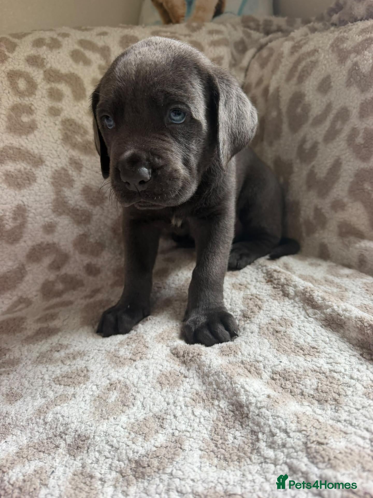 Mixed Breed dogs Stunning chunky pups READY TODAY  - Advert 1